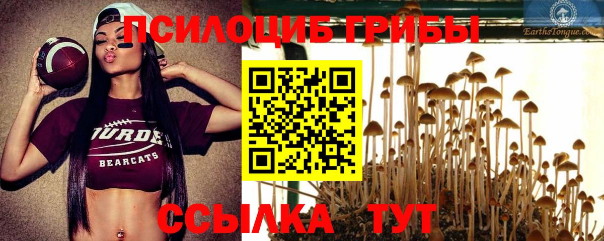 Галлюциногенные грибы Psilocybe Пушкино